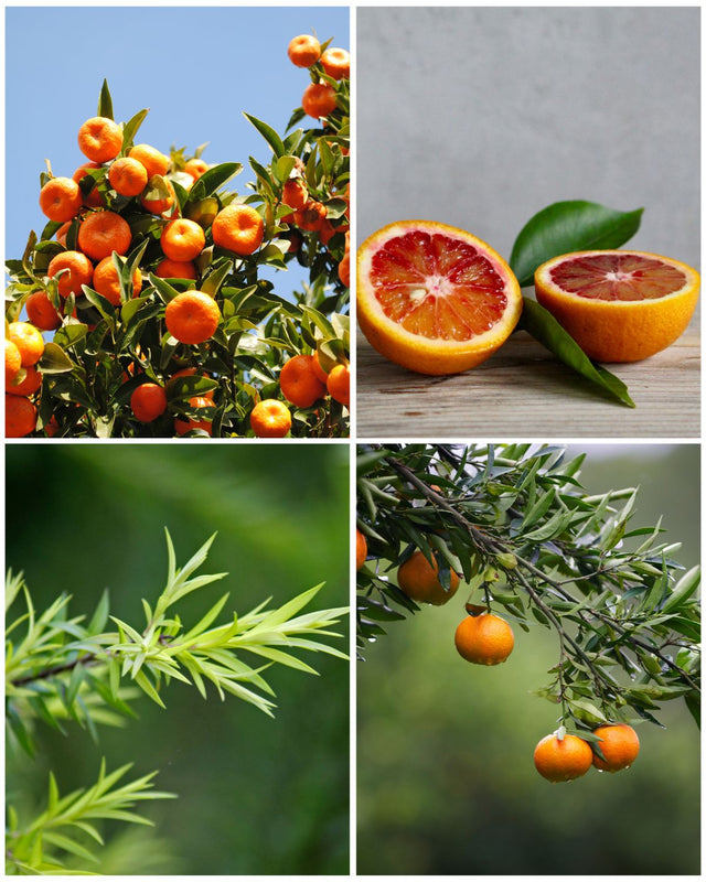 Less Stress, More Zest - Aromatherapy Candle