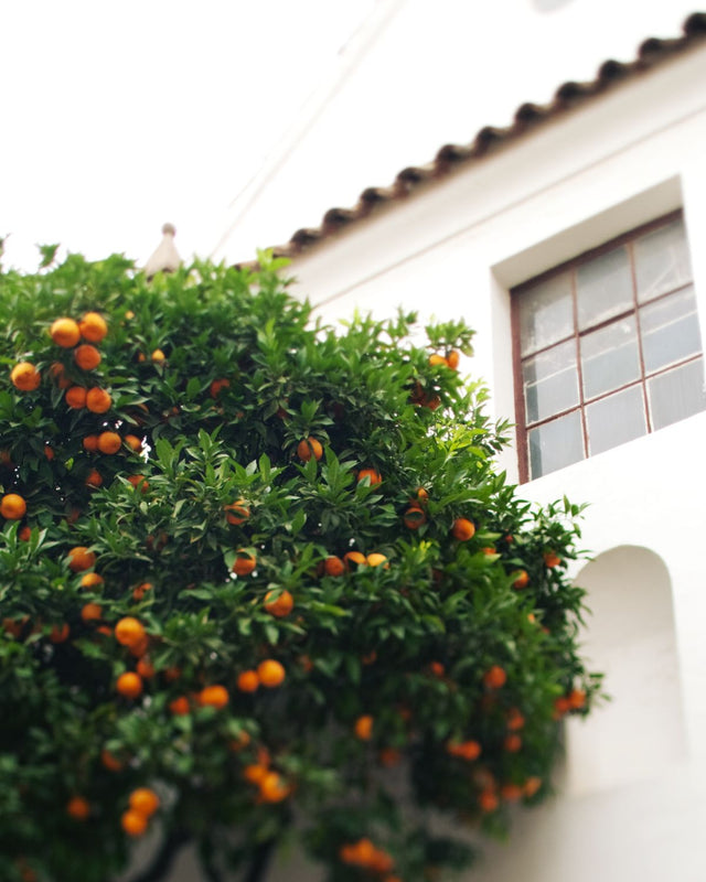 Less Stress More Zest