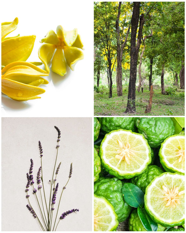 Something For Sade To Write To - Aromatherapy Blend